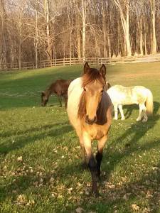 Meet Gaia, the Tennessee Walking Horse